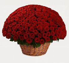 Премиум букет из: Розы в Орловке